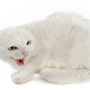 용문동물병원 이미지