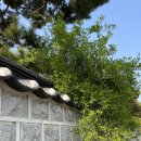 묵헌종택 | 전통한옥마을 칠곡 왜관 매원마을 다녀왔어요