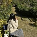 지리산소풍가는날펜션 | 하동 다원 티캠핑 따신골녹차정원, 요즘 뜨는 녹차밭 하동 여행 코스