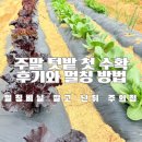 작은텃밭 | 평택시농업생태원 주말텃밭 수확 후기와 멀칭비닐 사용 꿀팁
