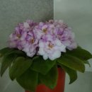 아프로디테 이미지