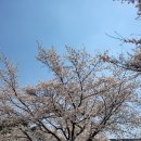 【윤승원 산행 에세이】 탐진치(貪瞋痴) 3독(三毒) 구덩이와 봄꽃들의 웃음소리 이미지