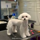 바닐라 애견샵 이미지