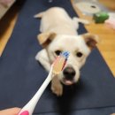 엘피스 | 치석제거 효과본 강아지치약 &#39;펫케어솝 엘피스&#39; 후기