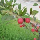 청명농장 이미지