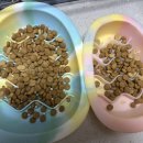 디어댕댕 | [디어니스트키친, 빅스비] 실제로 먹이고 있는 강아지 사료 후기