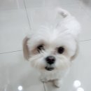 쭈스타일 이미지