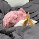 억마니 | 레전드 억블로그 쓸 거 없어서 블로그 문답 가져옴