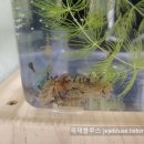 올챙이네 이미지