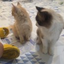 수기카페 | 광안리 놀거리 피피피 고양이 카페 솔직후기