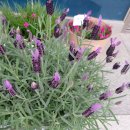 프렌치라벤더 French Lavender 이미지