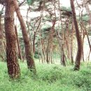 고산태양광발전소 이미지