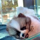 에르펫츠 강아지분양 고양이분양 다산점 이미지