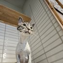 김냐옹 미용실 이미지