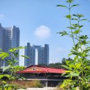 선학골프 | 파크골프장 방문후기 이천 푸른파크골프랜드 추천