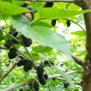 원창농장 이미지