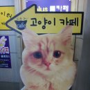 고양이 카페 이미지