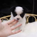 호야펫 구리점 이미지