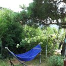 도그엔조이 이미지