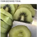 제주오전복 이미지