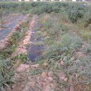 임피농장 이미지