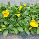 국전1리 이미지