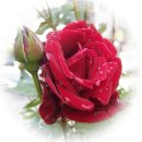 사랑가B 이미지