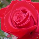 장미의 집 이미지