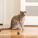 게으른고양이 이미지