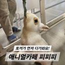모모스테이션 광안리점 | 부산 광안리 동물카페 애니멀카페 피피피 토끼 먹이체험 후기