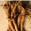 도라지마을 이미지