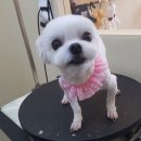 개 웃는날 이미지