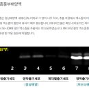디자인셀