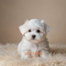 호텔 샤샤 이미지