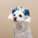 머피애견 이미지