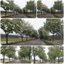 물야면 이팝나무 | 경상북도 봉화군 물야면 두문리~두문농원 사촌오빠.언니집 깜짝방문 순수사과즙 맛후기~^^