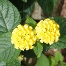 대림동 성당 내 이미지