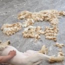 그레이스 그루밍 이미지