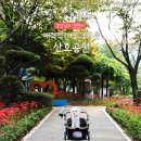 산호애견 이미지