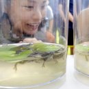 자연알로(서천) 이미지