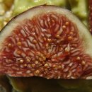 무화과 - 양평군 | 무화과