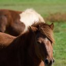 제주처럼 이미지