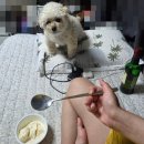 와우WOW아이스크림할인점 | 맵찔이는 못 먹는 매운야채곱창 와우곱창