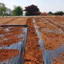 야곱의뜰 이미지