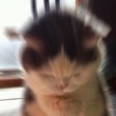 진 코다리 감자탕 네이버블로그