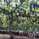 포도나무 이미지