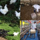 백봉흑염소 이미지