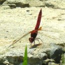 고추잠자리 이미지