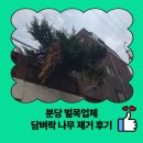 평촌1경로당 | 분당 벌목업체 담벼락 나무 제거 후기