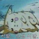 돌배기집강서